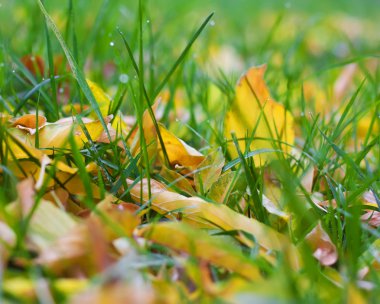 çim düşen sonbahar yaprakları