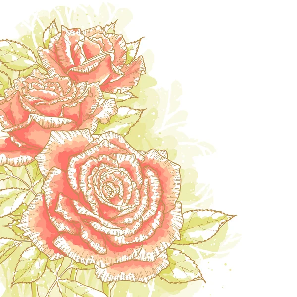 Rosas rosa sobre fundo branco — Vetor de Stock