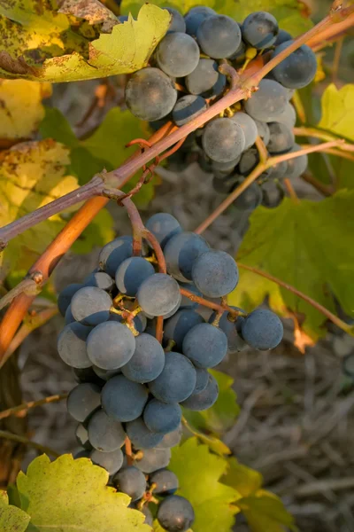 Grono czarny dojrzałe winogrona na winorośli — Zdjęcie stockowe