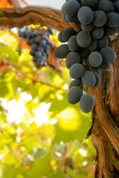 Bouquet de raisins noirs mûrs sur la vigne — Photo
