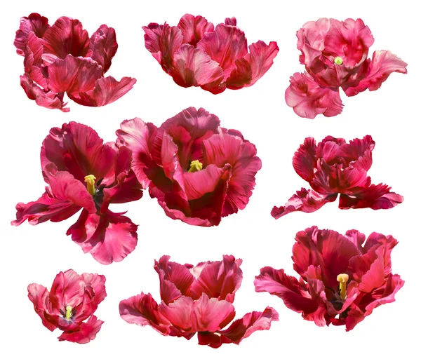 Collection of tulips isolated on white background path! — Stok fotoğraf