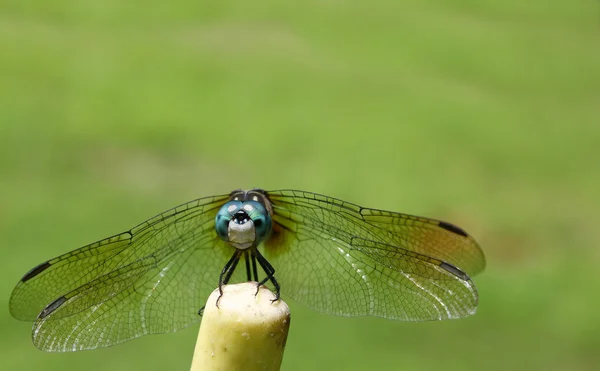 Libélula — Fotografia de Stock