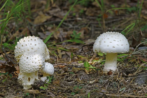 Mushrooms — Stock Photo, Image