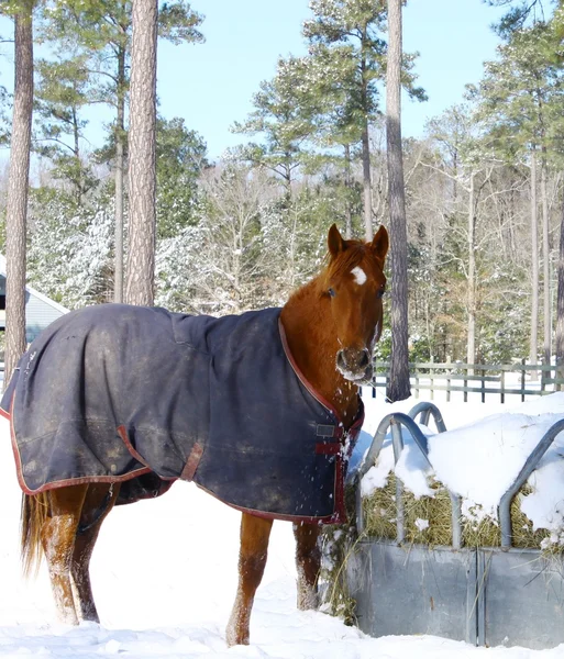 Winterpaard — Stockfoto