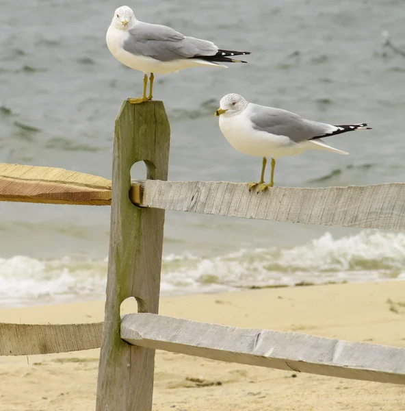 Seagulls — Stock Photo, Image