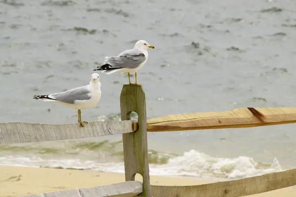 Seagulls — Stock Photo, Image