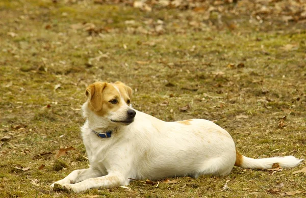 Jack Russel terrier — Foto de Stock