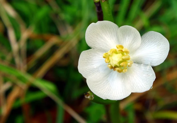 Mayapple Telifsiz Stok Imajlar