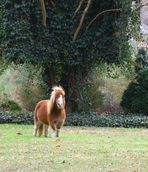 Dartmore Pony — Stock fotografie