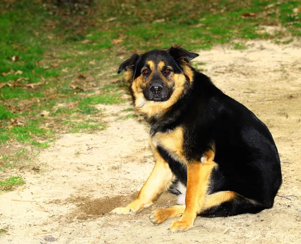 Chow, Rottweiler, mezcla de Shepard alemán —  Fotos de Stock