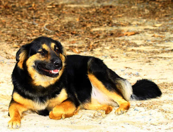 Chow, rottweiler, mistura de shepard alemão — Fotografia de Stock