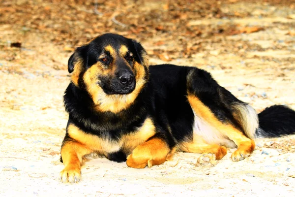 Čau, Rotvajler, německý shepard mix — Stock fotografie