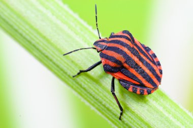 Şerit böcek (Graphosoma lineatum)