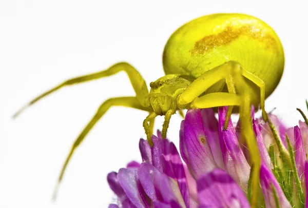 Goldenrod crab spider — Stock Photo, Image