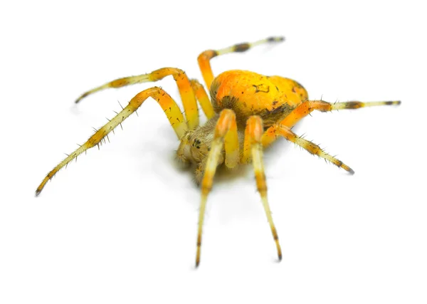 Spider Araneus marmoreus — Stock Photo, Image
