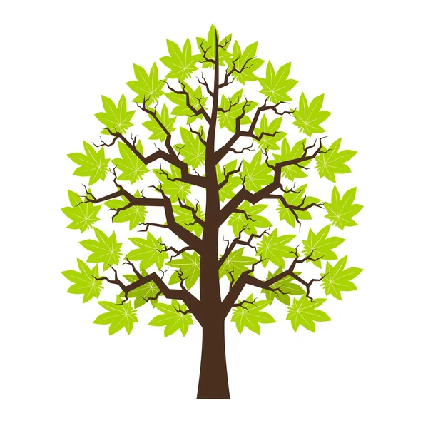 Árbol de arce con hoja verde — Vector de stock