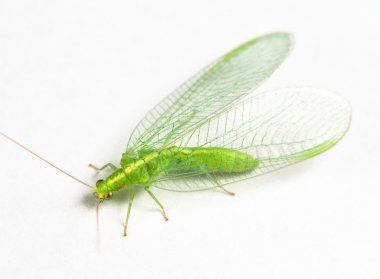chrysopidae yeşil lacewing