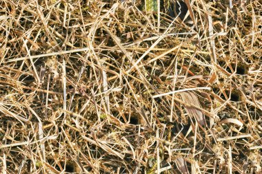 tileable orman alanı - çim dokusu