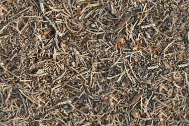 tileable orman alanı - çam doku iğneler.