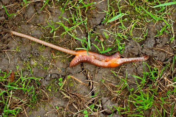 Aardworm paring. "lumbricus terrestris" — Stockfoto