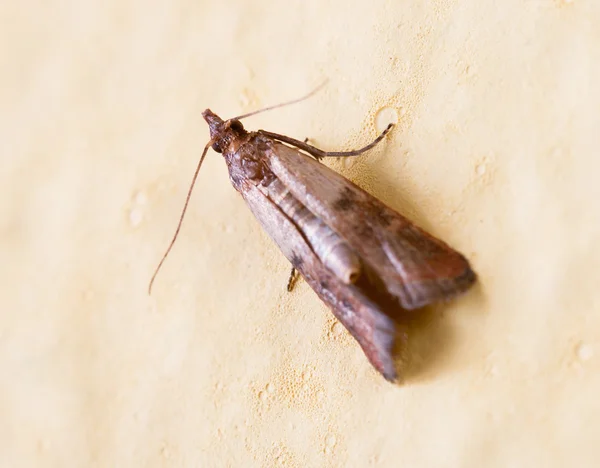 Meel Moth, Pantry nachtvlinder (Ephestia kuehniella) — Stockfoto
