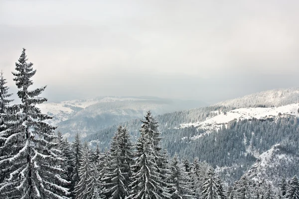 Seizoen buiten winterlandschap in de natuur ambient — Stockfoto