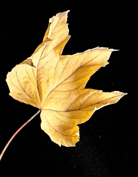 落叶秋性质在黑色的背景 — 图库照片