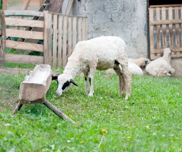 Sheep farm native at green grass meadow — Stock Photo, Image