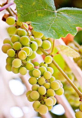 asma üzüm yaprağı doğal meyve sulu gıda ile