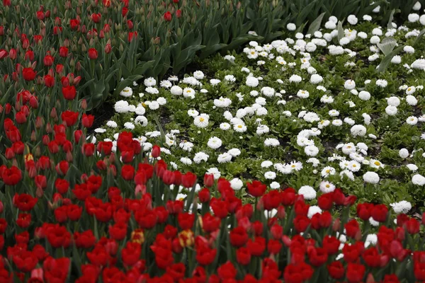 çiçekli yeşil alan