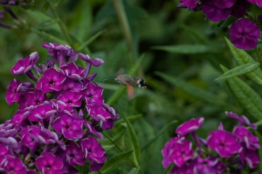 Moth hawk collects nectar over a blooming phlox inflorescence. Bright purple flowers and a butterfly above them.
