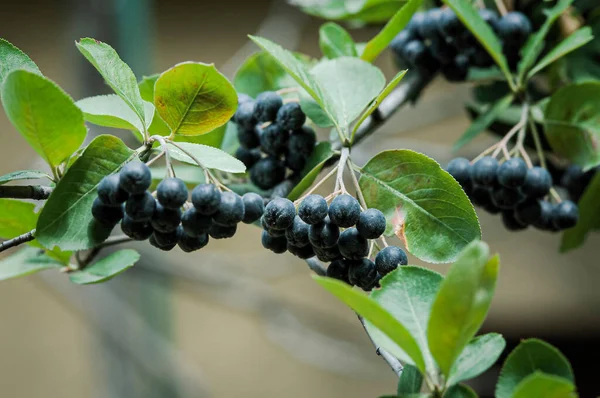 Garden Sketch Clusters Chokeberry Background Branches Green Foliage — Stock Photo, Image