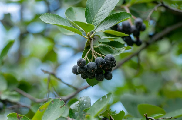 Garden Sketch Clusters Chokeberry Background Branches Green Foliage Blue Sky — Foto de Stock