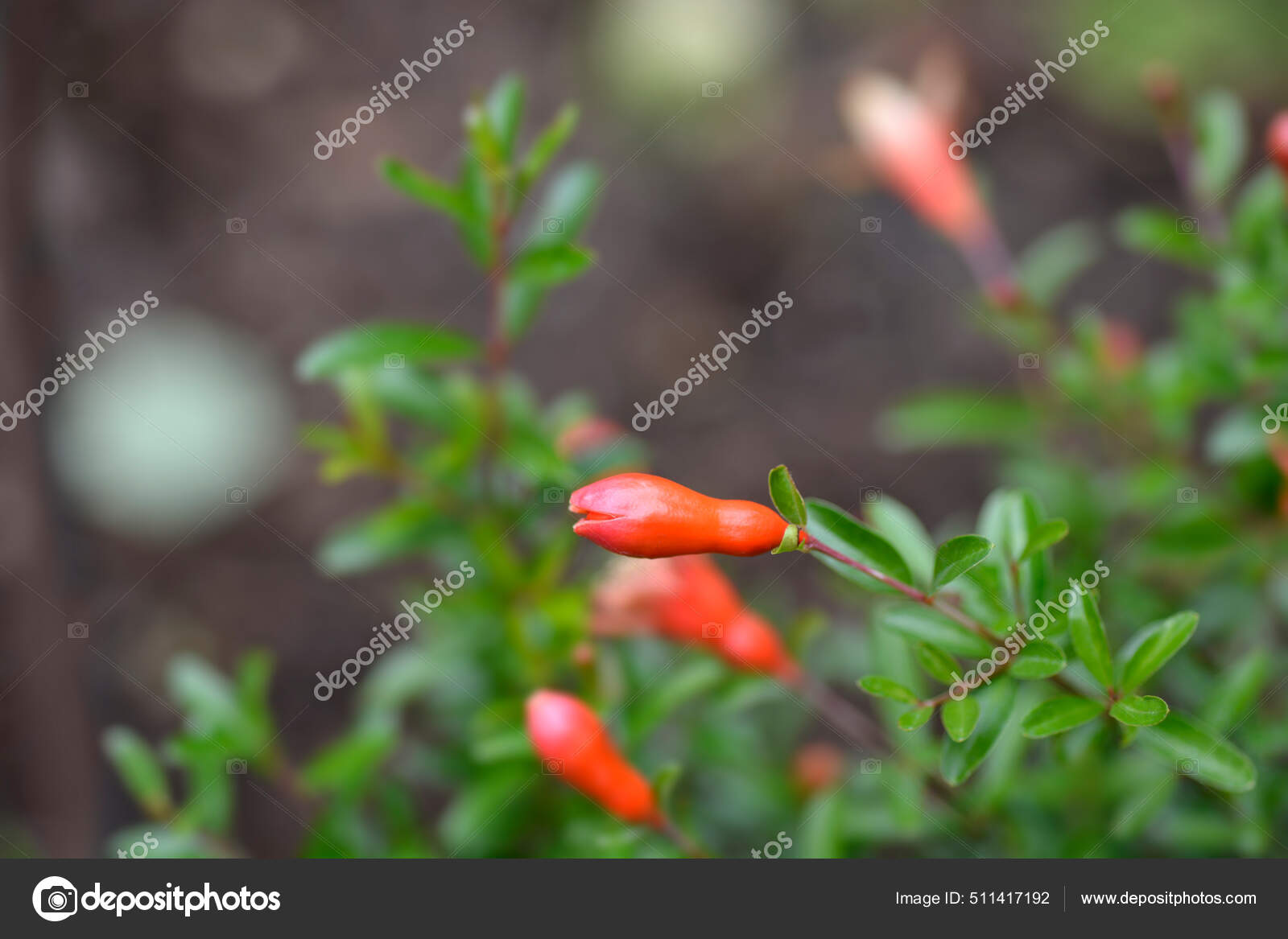 ドワーフザクロの花芽 ラテン語名 プニカ グラナトゥム ヴァール ストック写真 C Nahhan