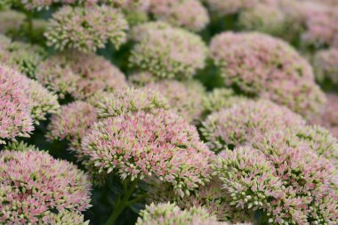 Stonecrop Herbstfreude (Sonbahar neşesi) çiçekleri - Latince adı - Hylotelephium spectabile Herbstfreude (Sedum spectabile Herbstfreude)