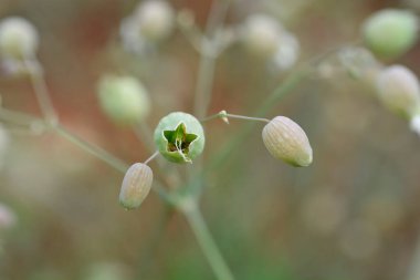 Dar yapraklı mesane kamponu, Latince adı Silene vulgaris subsp. Angustifolia