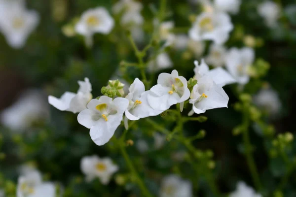 Twinspur White Flowers Latin Name Diascia Barberae — Stock Photo, Image