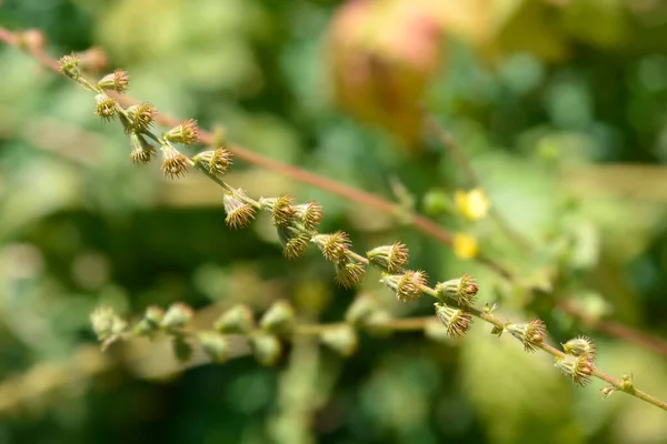 Common Agrimony Seeds Latin Name Agrimonia Eupatoria — Stock Photo, Image