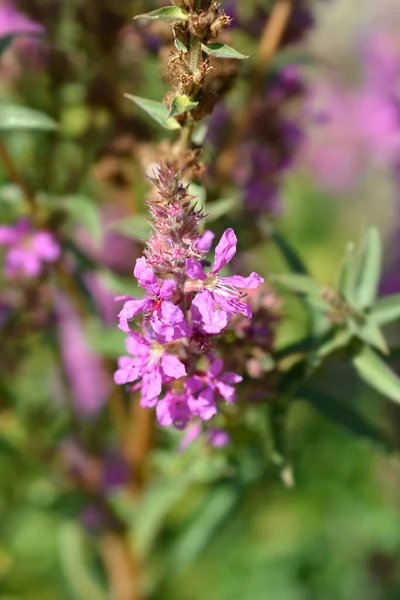 Flor Vida Floja Púrpura Nombre Latino Lythrum Salicaria — Foto de Stock