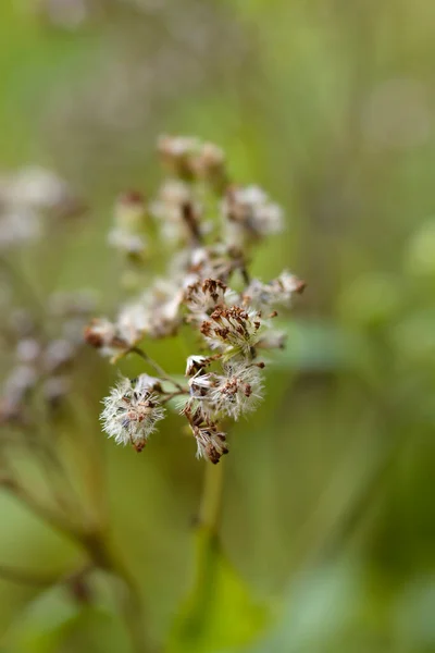 Σπόροι Λευκού Φιδιού Λατινική Ονομασία Ageratina Altissima — Φωτογραφία Αρχείου