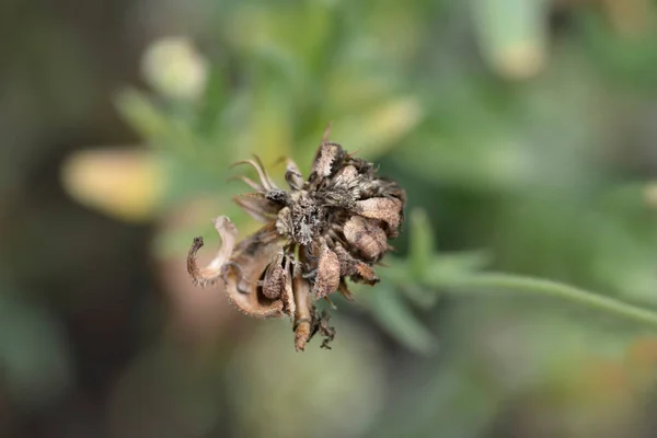 Samen Von Ringelblumen Lateinischer Name Calendula Officinalis — Stockfoto