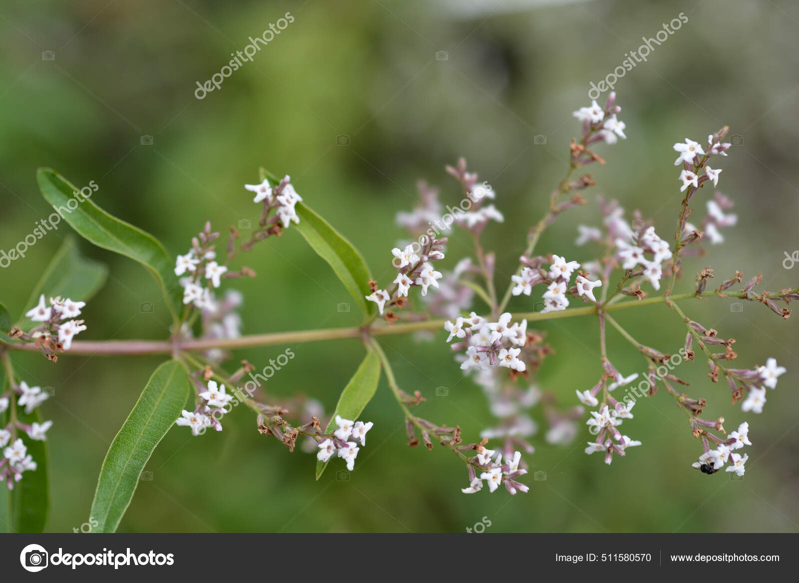 Aloysia citriodora (Lemon Beebrush, Lemon Verbena)