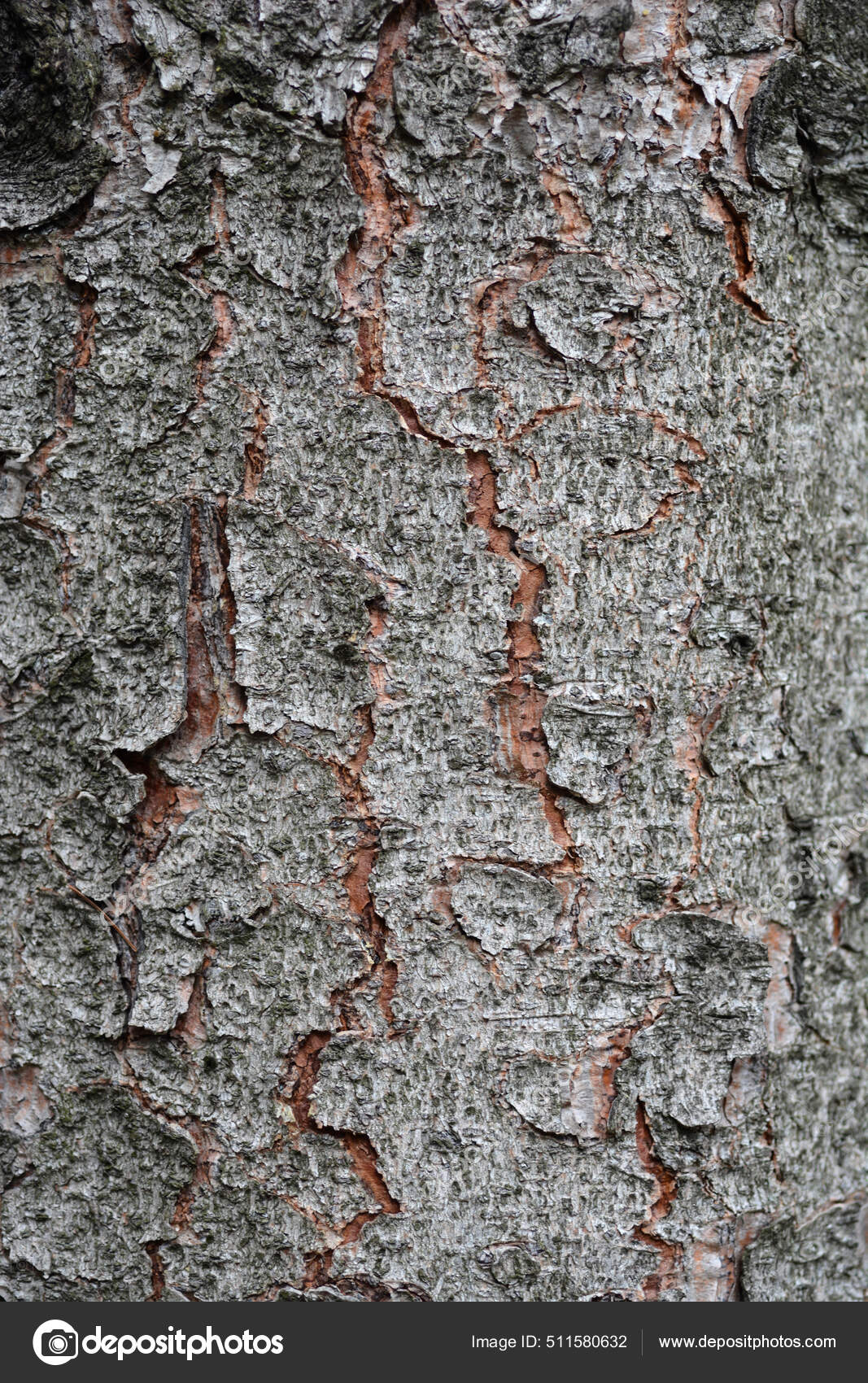 Longbranch Norway Spruce Pictures Longbranch Norway Spruce Stock Photos Images Depositphotos