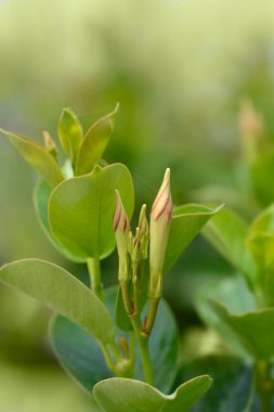 Mandevilla Summerville çiçek tomurcukları - Latince adı - Mandevilla Summerville