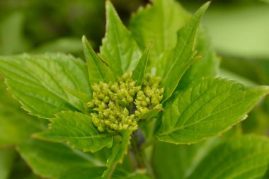 Fransız ortanca çiçekleri - Latince adı - Hydrangea makrophylla