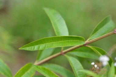 Limon yaprağı - Latince adı - Aloysia citriodora (Aloysia triphylla)