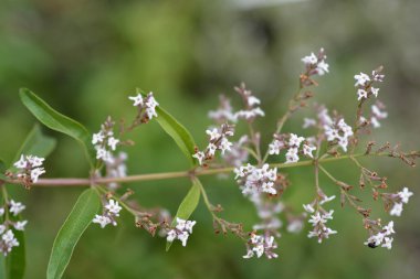 Limon verbena - Latince adı - Aloysia citriodora (Aloysia triphylla)