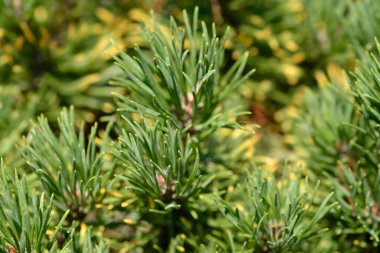 Cüce çam ağacı Carstens Kışaltını - Latince adı - Pinus mugo Carstens Kışaltını