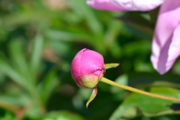 Brote Flor Peonía Fragante Rosa Nombre Latino Paeonia Lactiflora — Foto de Stock