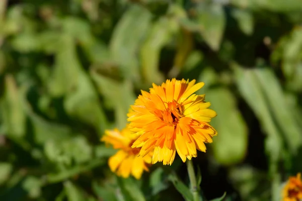 ガーデンマリーゴールドオレンジPorcupine ラテン語名 カレンダー オレンジPorcupine — ストック写真